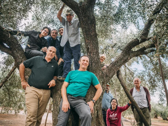 La cuadrilla de Olvero en el olivar durante la cosecha de aceituna